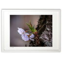 【スーパーSALE半額】版画 幹に寄り添う小さな命 (m_y8(Mami))インテリア 壁掛け 額入り 風景画 ポスター アート リビング 玄関に飾る 風水 プ...