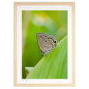 【スーパーSALE半額】版画 シジミチョウ (Kazuhiko Gushiken)インテリア 壁掛け 額入り 風景画 ポスター アート リビング 玄関に飾る 風...