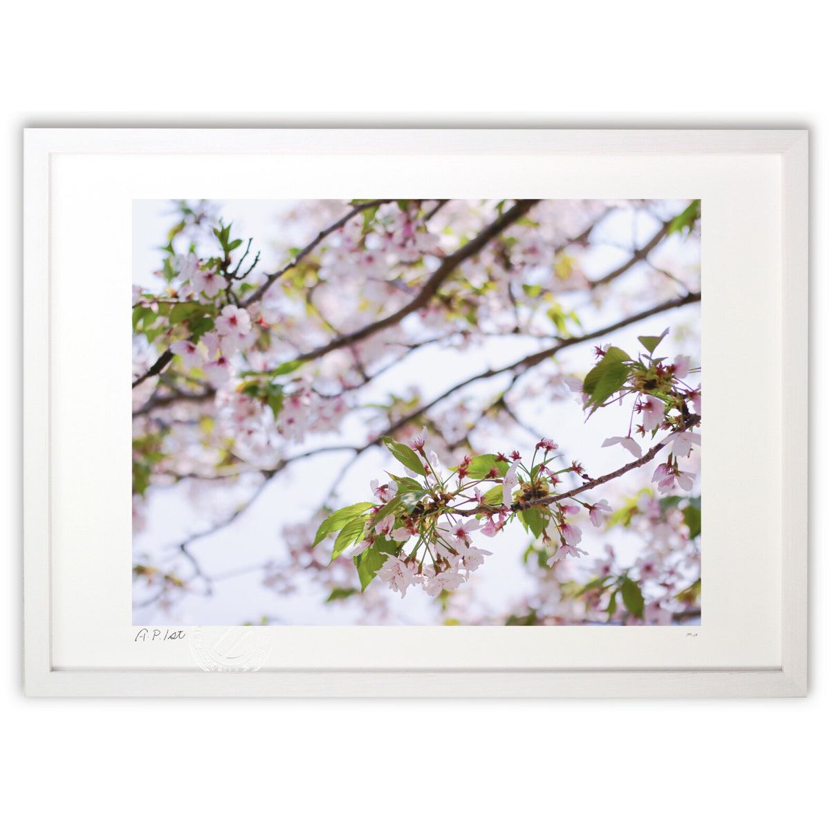 ڥѡSALEȾۡǲ ܤ (m_y8Mami)ƥꥢ ɳݤ  ʲ ݥ  ӥ ؤ˾  ץ쥼 ...