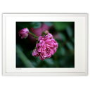 【スーパーSALE半額】版画 雨上がりの薔薇 (m_y8(Mami))インテリア 壁掛け 額入り 風景画 ポスター アート リビング 玄関に飾る 風水 プレゼン...
