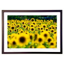 【スーパーSALE半額】版画 ひまわり (fu-keiphoto)インテリア 壁掛け 額入り 風景画 ポスター アート リビング 玄関に飾る 風水 プレゼント ...