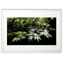 【スーパーSALE半額】版画 森の雨 (ビリー)インテリア 壁掛け 額入り 風景画 ポスター アート リビング 玄関に飾る 風水 プレゼント モダン アートフレ...