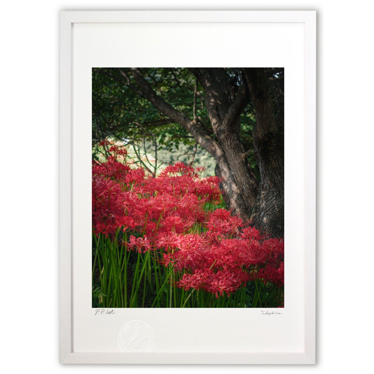 楽天市場】曼珠沙華の通販