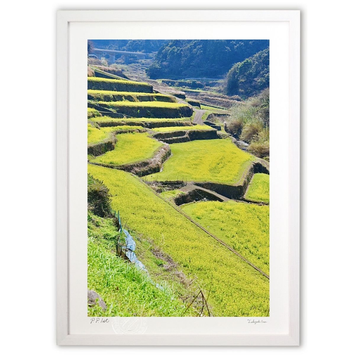 �ǲ� �ʡ�Ȫ�κڤβ� (mitan)����ƥꥢ �ɳݤ� ������ ���ʲ� �ݥ����� ������ ��ӥ� ���ؤ˾��� ���� �ץ쥼��� ����� �����ȥե졼��