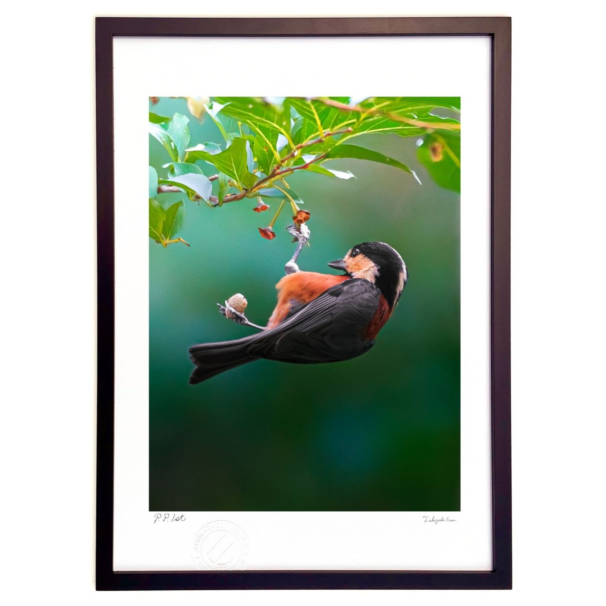 衦ɾꡡŹ㤨ǲ ɤ褦... (󥤥ƥꥢ ɳݤ  ʲ ݥ  ӥ ؤ˾  ץ쥼  ȥե졼פβǤʤ2,749ߤˤʤޤ