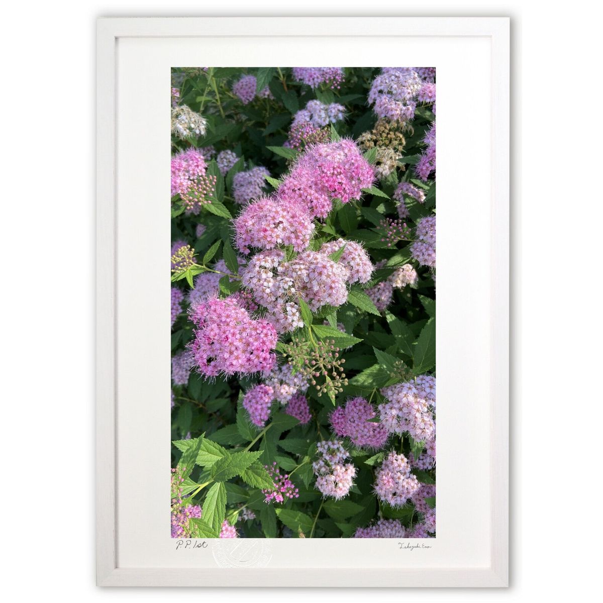 【スーパーSALE半額】版画 シモツケの花（縦） (mitan)インテリア 壁掛け 額入り 風景画 ポスター アー..