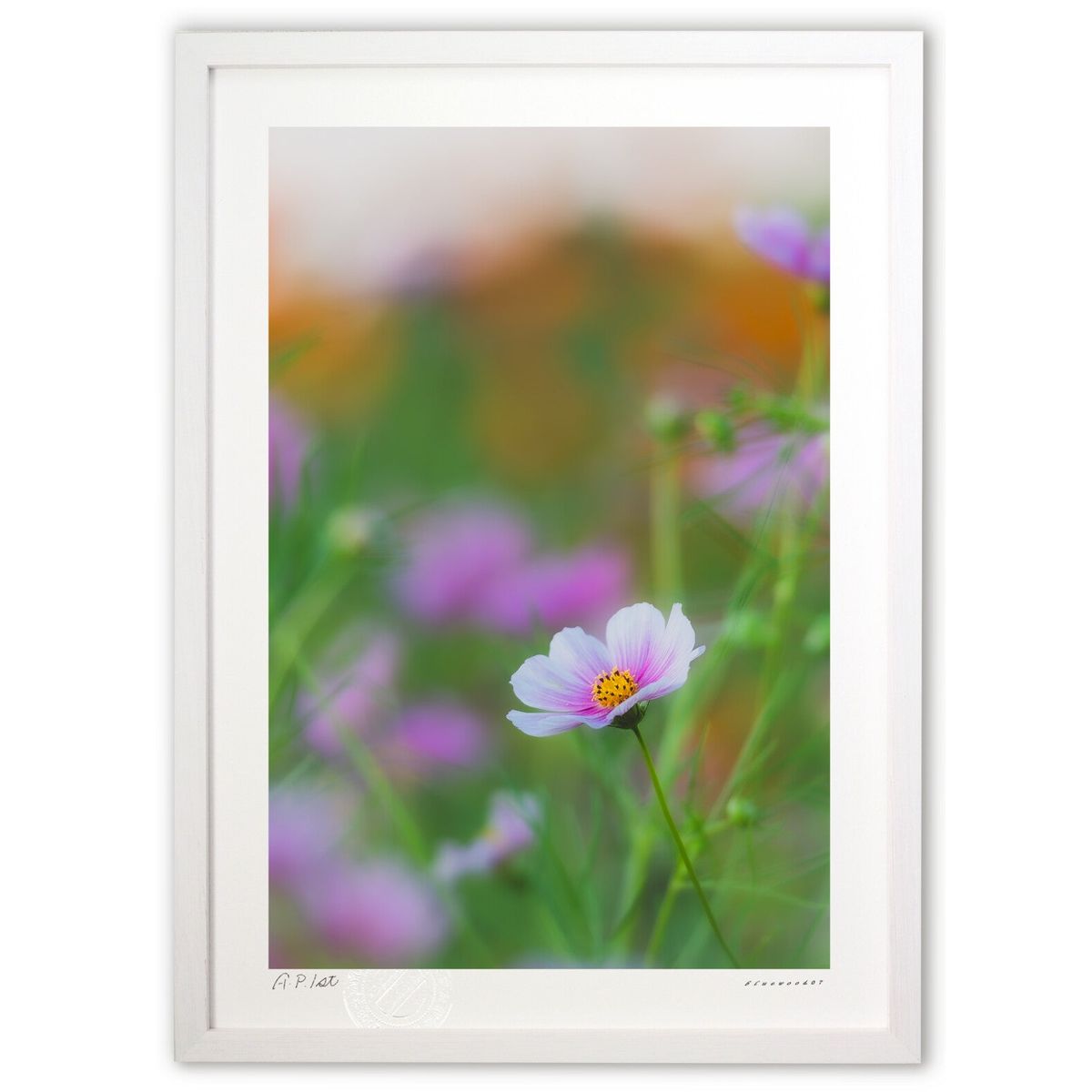 【スーパーSALE半額】版画 佇むこすもす (bluewoods07)インテリア 壁掛け 額入り 風景画 ポスター アート リビング 玄関に飾る 風水 プレゼン...