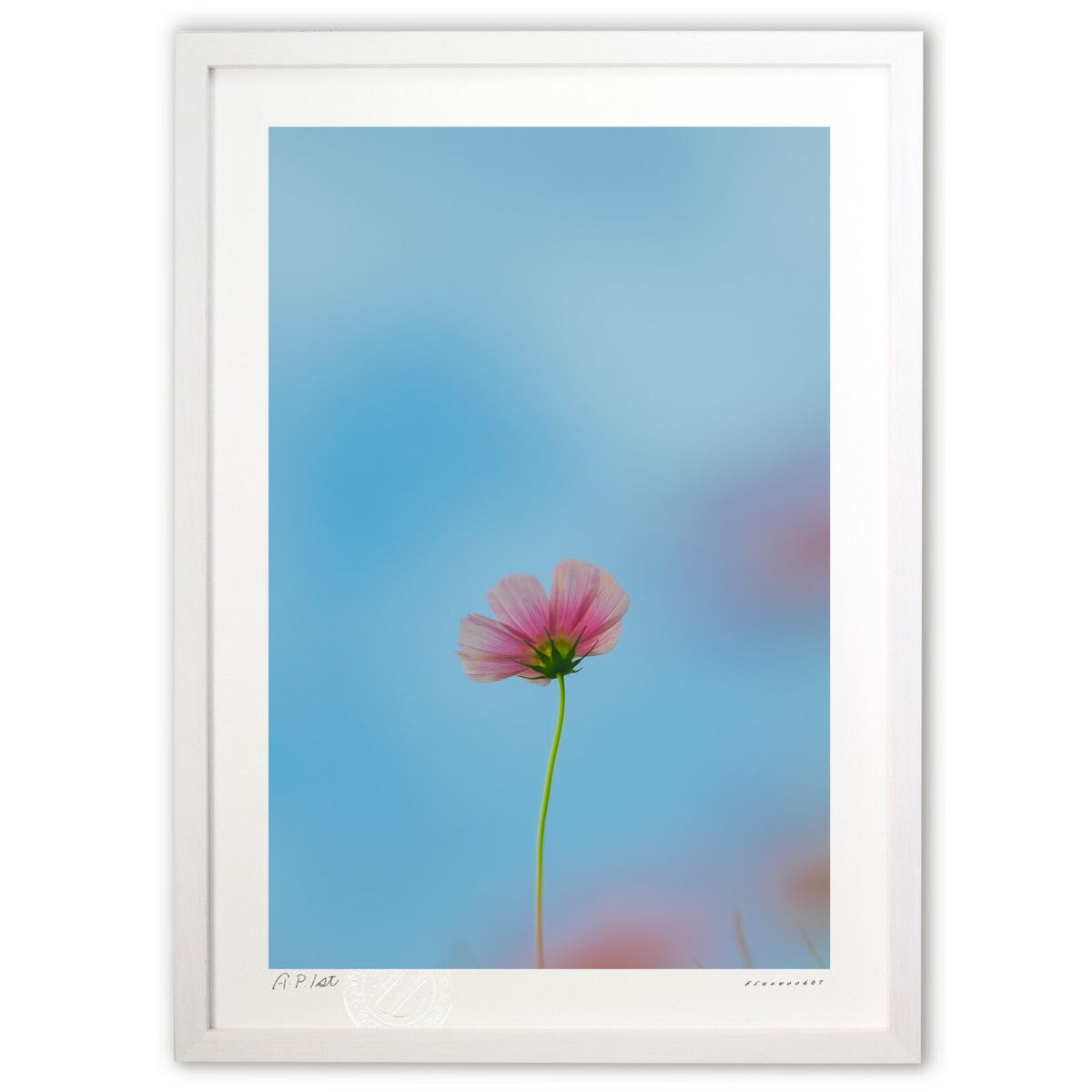 【スーパーSALE半額】版画 背伸びのこすもす (bluewoods07)