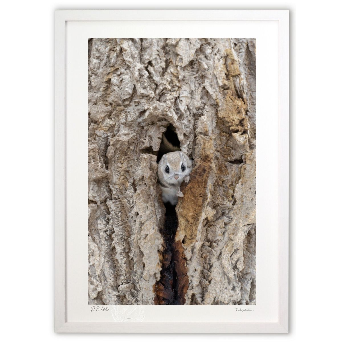 【スーパーSALE半額】版画 モモンガちゃん (岡本 圭司)インテリア 壁掛け 額入り 風景画 ポスター アート リビング 玄関に飾る 風水 プレゼント モダン...