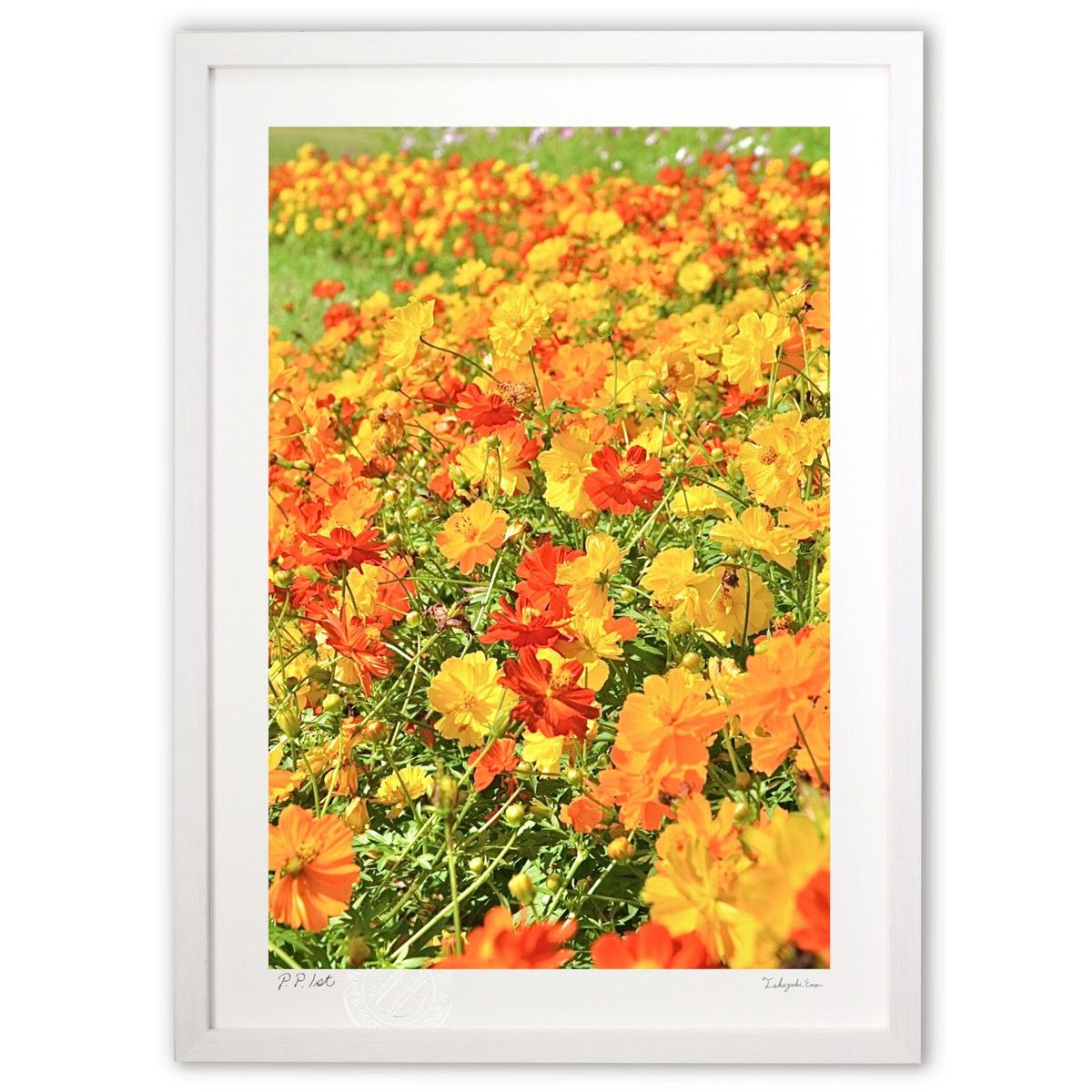 ڥѡSALEȾۡǲ ޥ꡼ (mitan)ƥꥢ ɳݤ  ʲ ݥ  ӥ ؤ˾  ץ쥼 ...