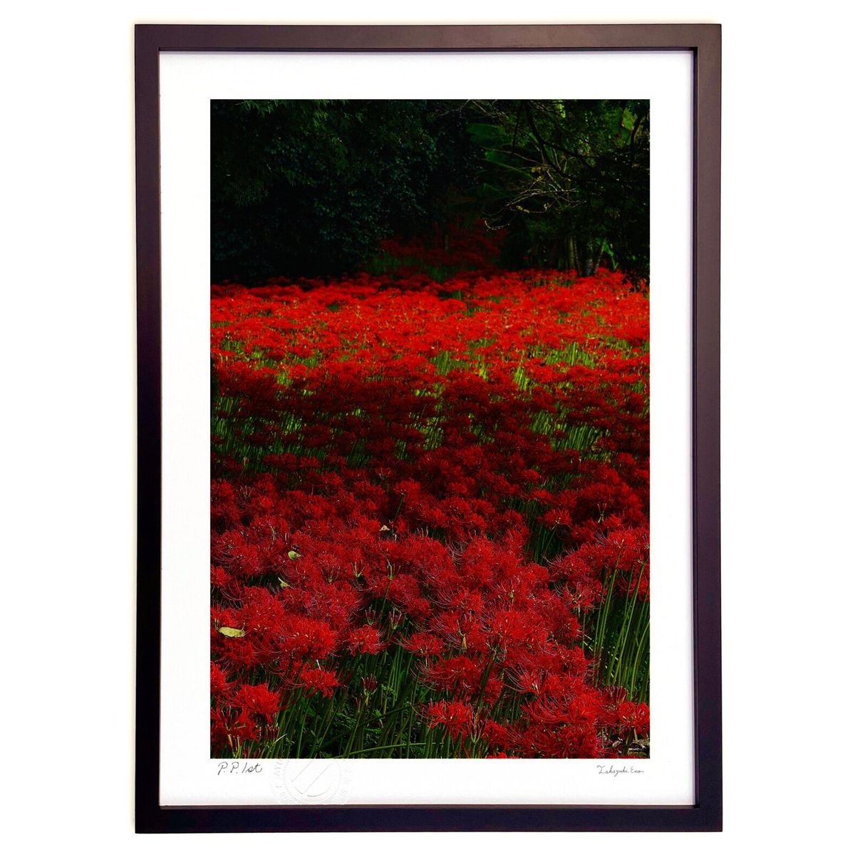 ڥѡSALEȾۡǲ ŰǤ (mitan)ƥꥢ ɳݤ  ʲ ݥ  ӥ ؤ˾  ץ쥼  ...