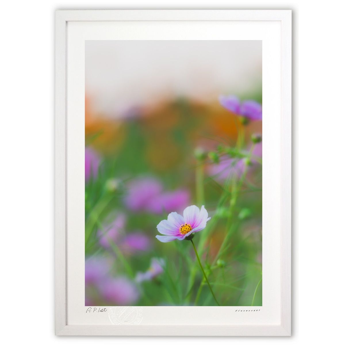 【スーパーSALE半額】版画 淡きコスモス (bluewoods07)インテリア 壁掛け 額入り 風景画 ポスター アート リビング 玄関に飾る 風水 プレゼン...