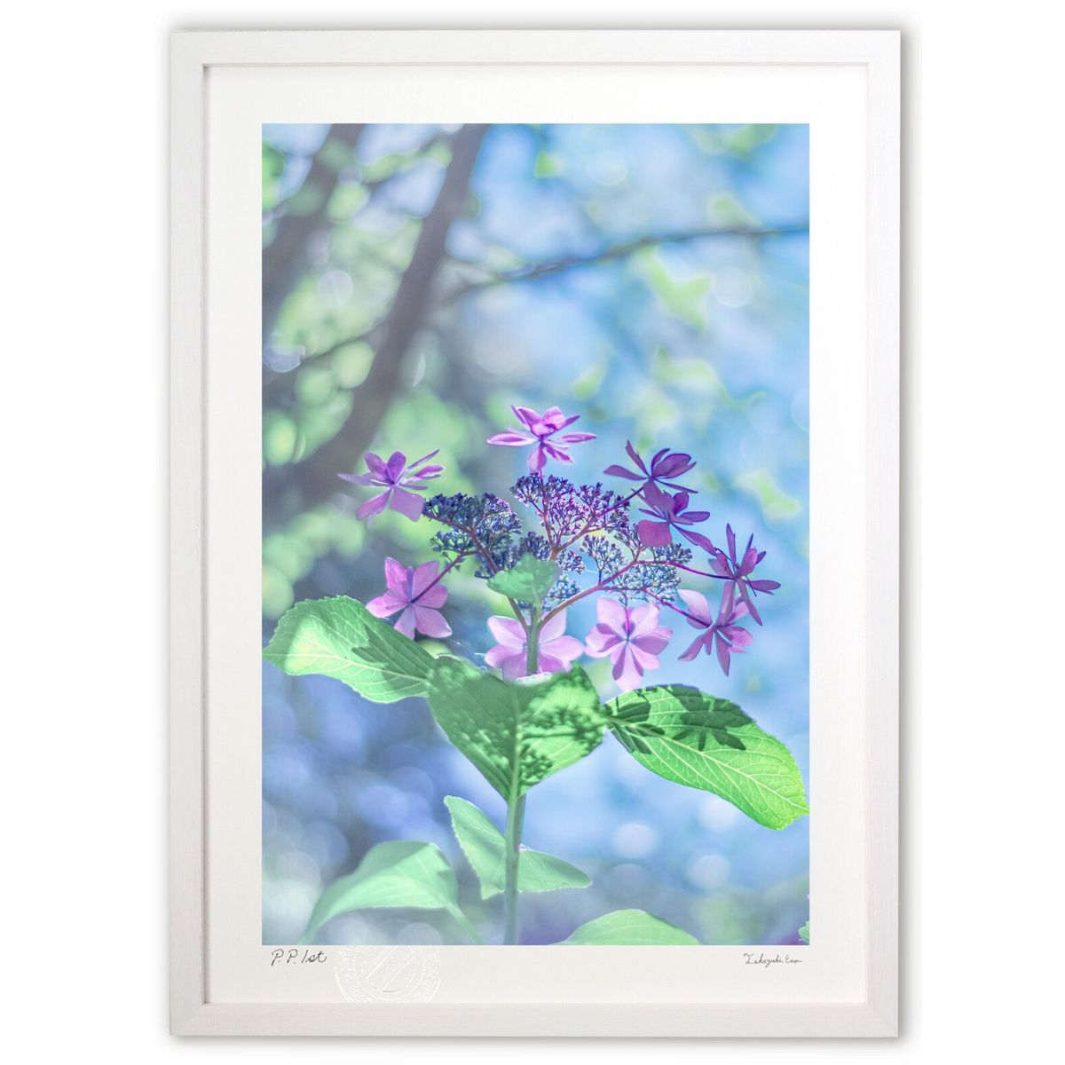 【スーパーSALE半額】版画 透明感のある紫陽花 (crazetaka)インテリア 壁掛け 額入り 風景画 ポスター アート リビング 玄関に飾る 風水 プレゼ...
