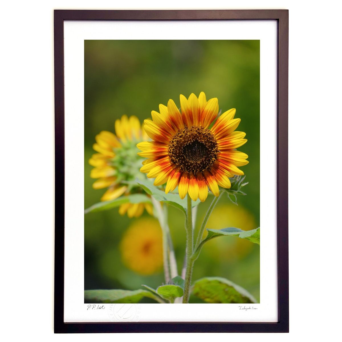 ڥѡSALEȾۡǲ åɥХ顼 (ɼ)ƥꥢ ɳݤ  ʲ ݥ  ӥ ؤ˾  ץ쥼  ...