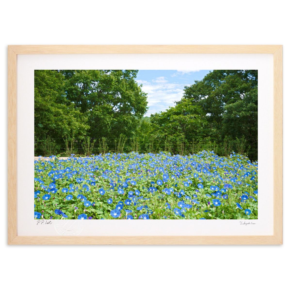 【スーパーSALE半額】版画 ヘブンリーブルー(西洋アサガオ) (kazumaru)