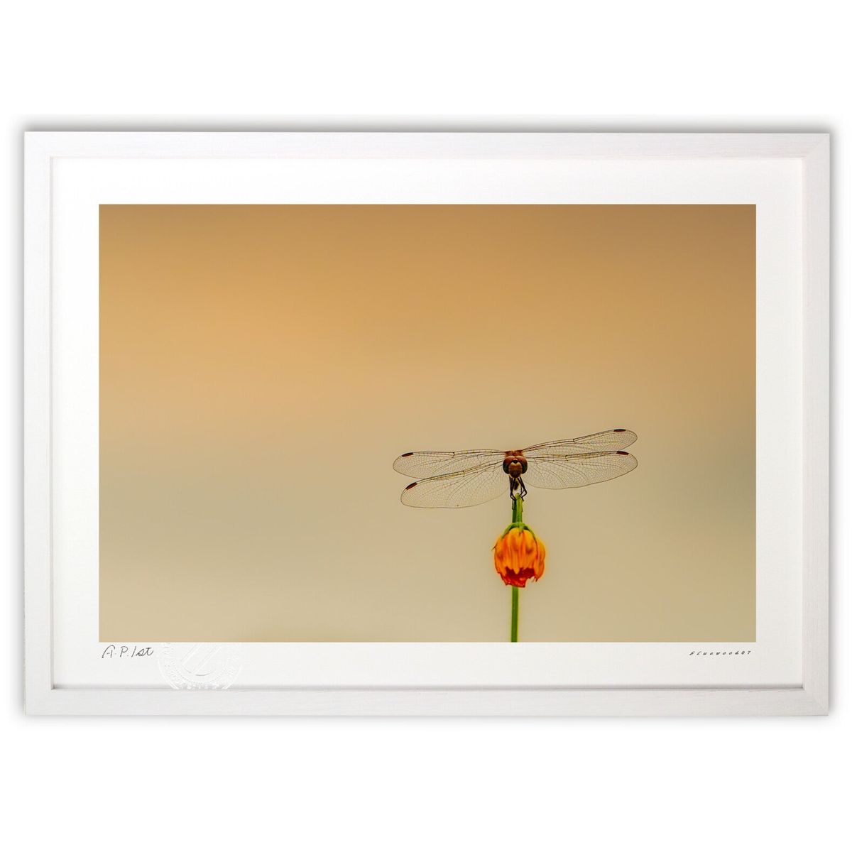 ڥѡSALEȾۡǲ ͼƤȥ (bluewoods07)ƥꥢ ɳݤ  ʲ ݥ  ӥ ؤ˾  ץ쥼...