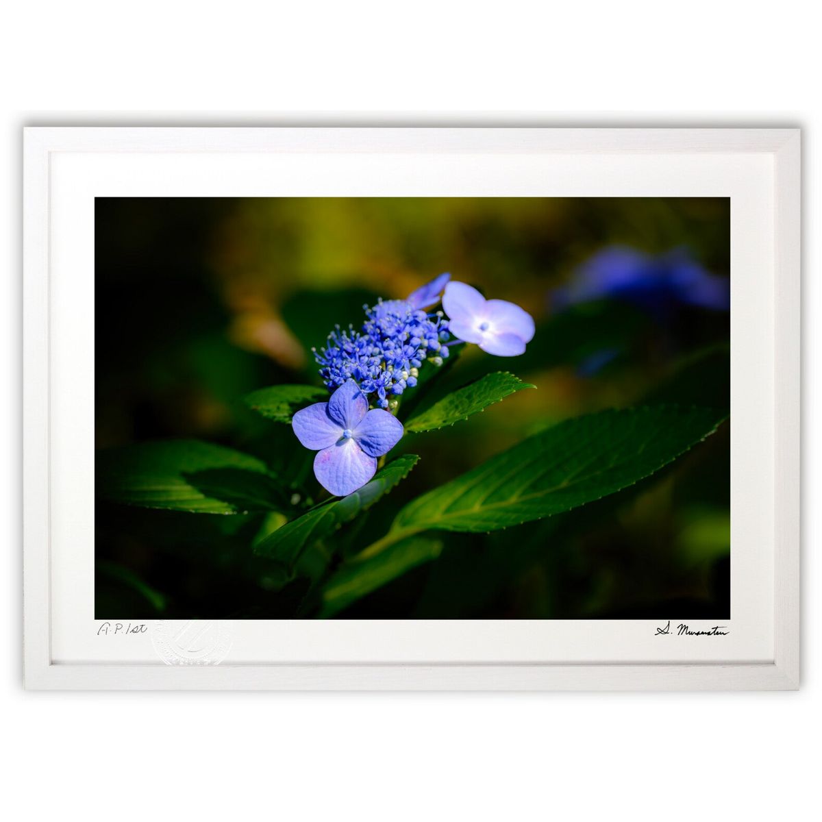 【スーパーSALE半額】版画 梅雨の合間に (Shinobu Muramatsu)