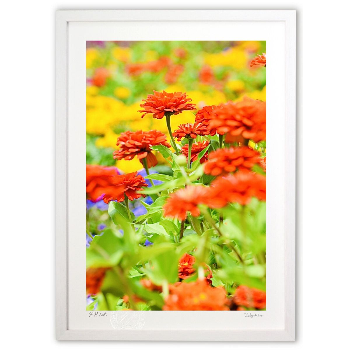 ڥѡSALEȾۡǲ 齩β (mitan)ƥꥢ ɳݤ  ʲ ݥ  ӥ ؤ˾  ץ쥼  ...