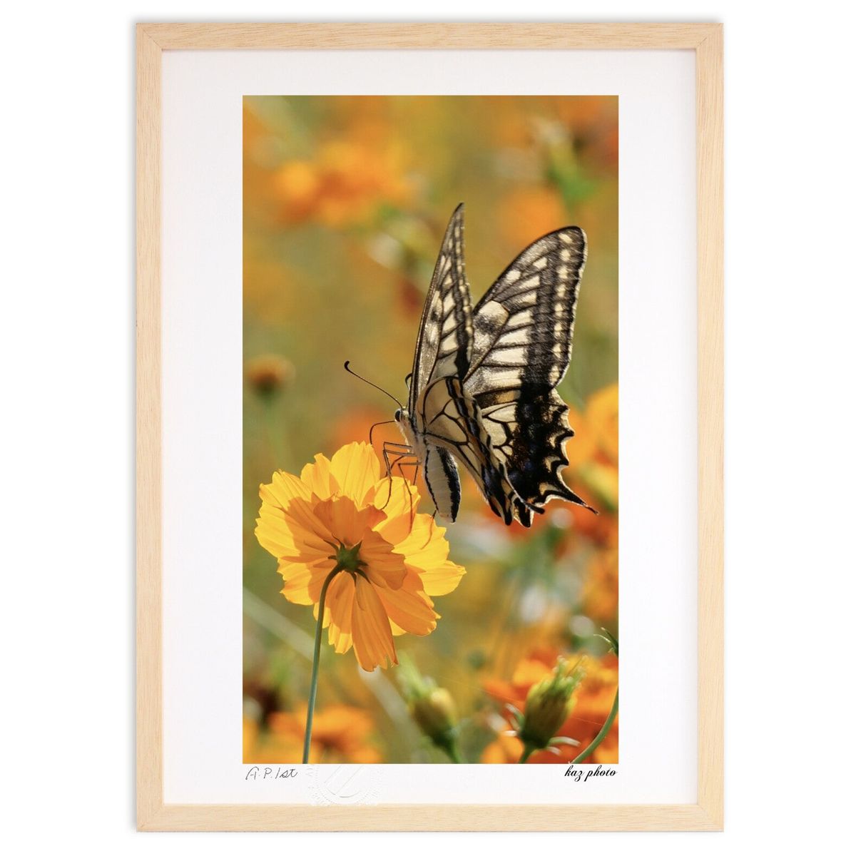 ڥѡSALEȾۡǲ ĳ (kaz photo)ƥꥢ ɳݤ  ʲ ݥ  ӥ ؤ˾  ץ쥼 ...