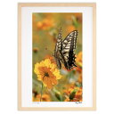【スーパーSALE半額】版画 アゲハ蝶 (kaz photo)インテリア 壁掛け 額入り 風景画 ポスター アート リビング 玄関に飾る 風水 プレゼント モダ...