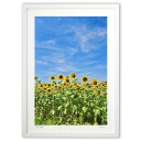 【スーパーSALE半額】版画 ひまわり (mitan)インテリア 壁掛け 額入り 風景画 ポスター アート リビング 玄関に飾る 風水 プレゼント モダン アー...