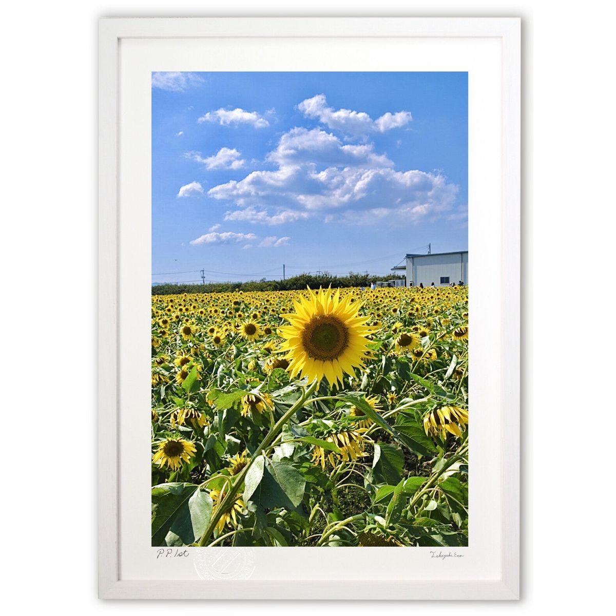 ڥѡSALEȾۡǲ Ω결 (mitan)ƥꥢ ɳݤ  ʲ ݥ  ӥ ؤ˾  ץ쥼  ...