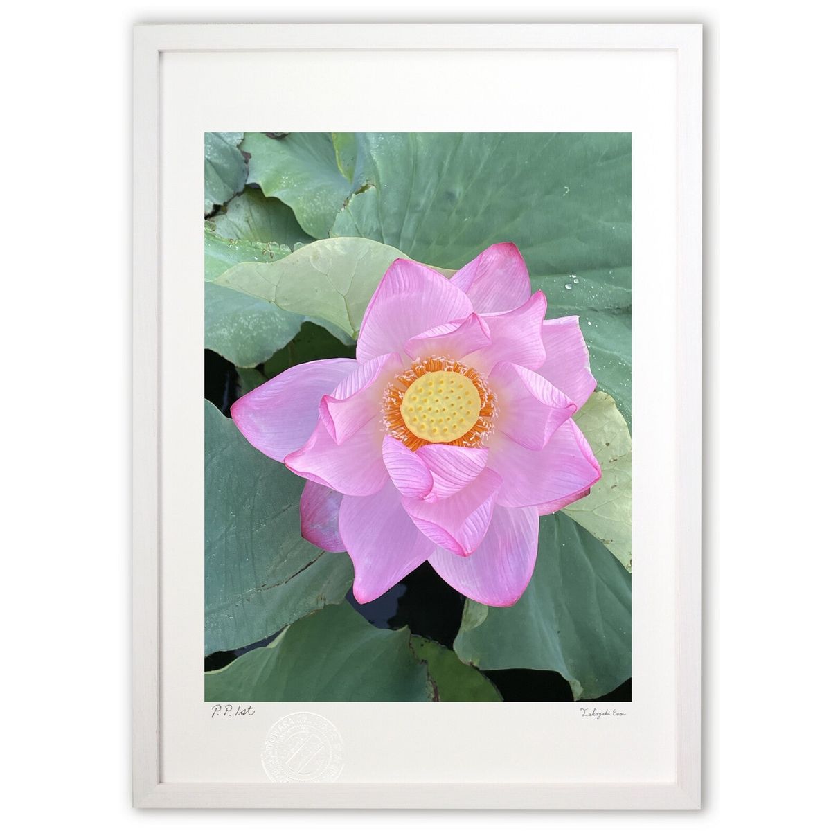 ڥѡSALEȾۡǲ Ϥ ()ƥꥢ ɳݤ  ʲ ݥ  ӥ ؤ˾  ץ쥼  ȥե졼...