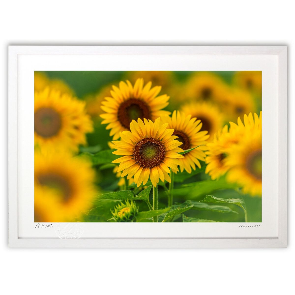 【スーパーSALE半額】版画 向日葵畑 (bluewoods07)インテリア 壁掛け 額入り 風景画 ポスター アート リビング 玄関に飾る 風水 プレゼント ...