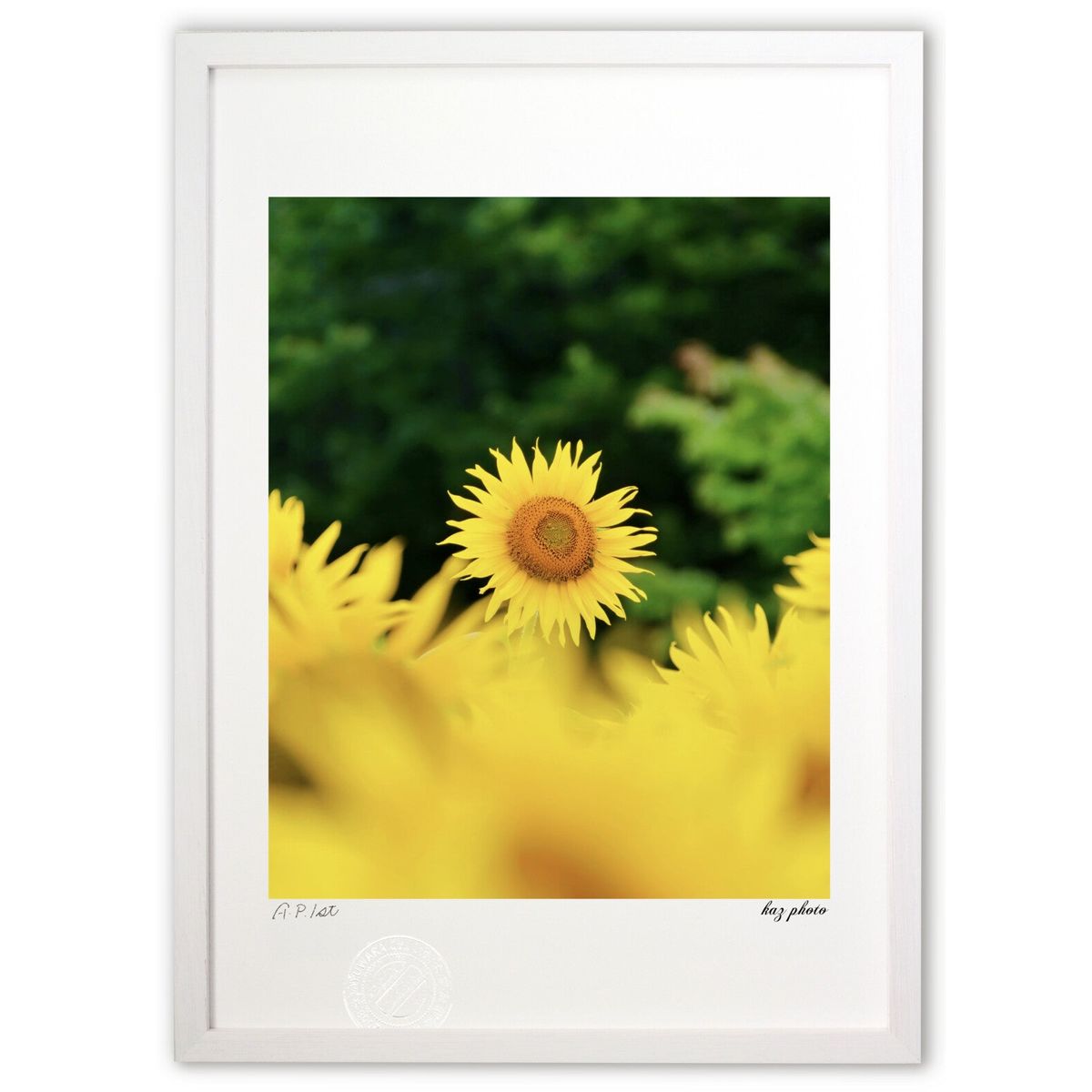 ڥѡSALEȾۡǲ Ƥ򸫾夲 (kaz photo)ƥꥢ ɳݤ  ʲ ݥ  ӥ ؤ˾  ץ쥼 ...