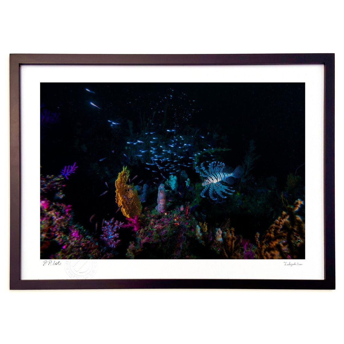 ڥѡSALEȾۡǲ ̤εؿ (Little Dinosaur)