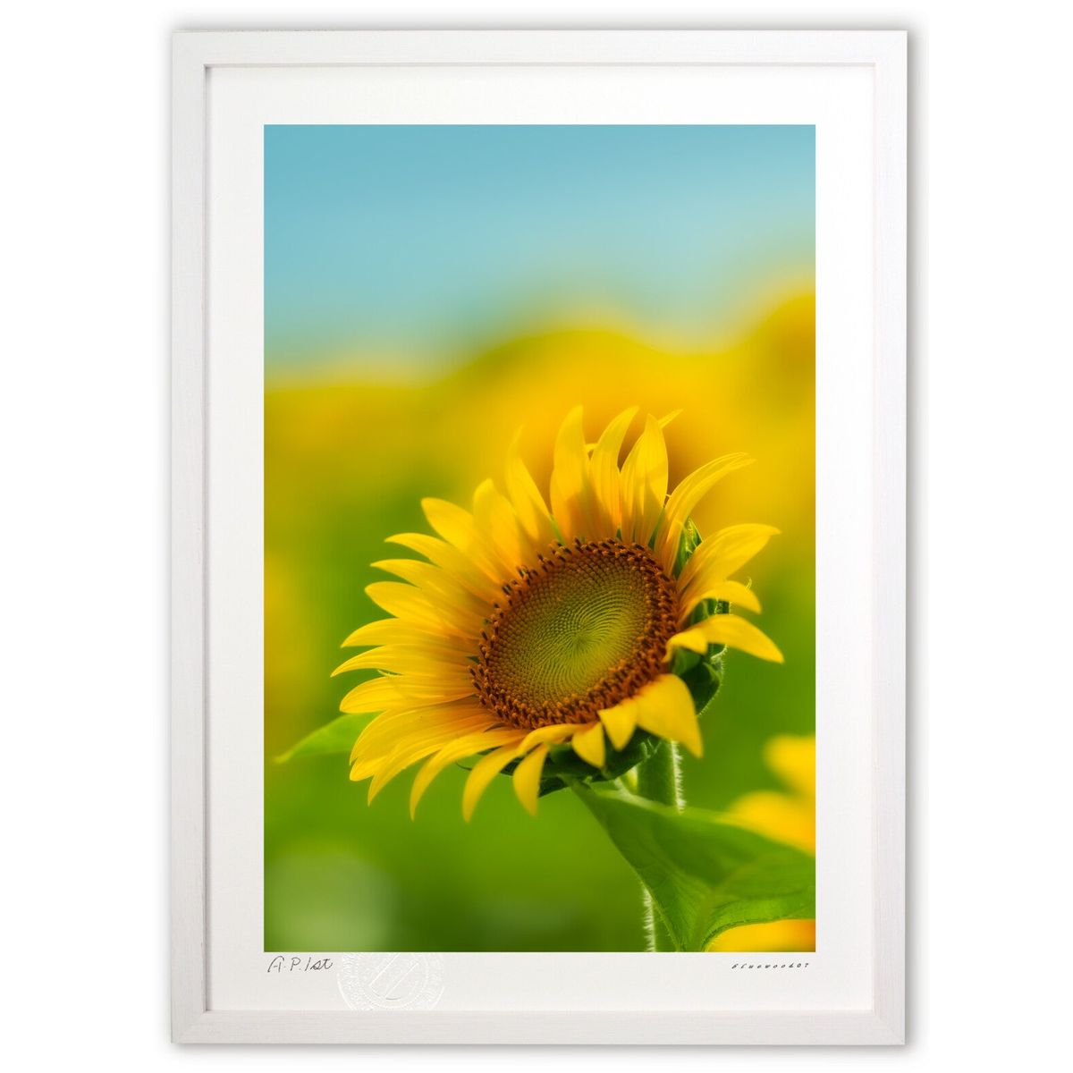 【スーパーSALE半額】版画 一輪の向日葵 (bluewoods07)インテリア 壁掛け 額入り 風景画 ポスター アート リビング 玄関に飾る 風水 プレゼン...