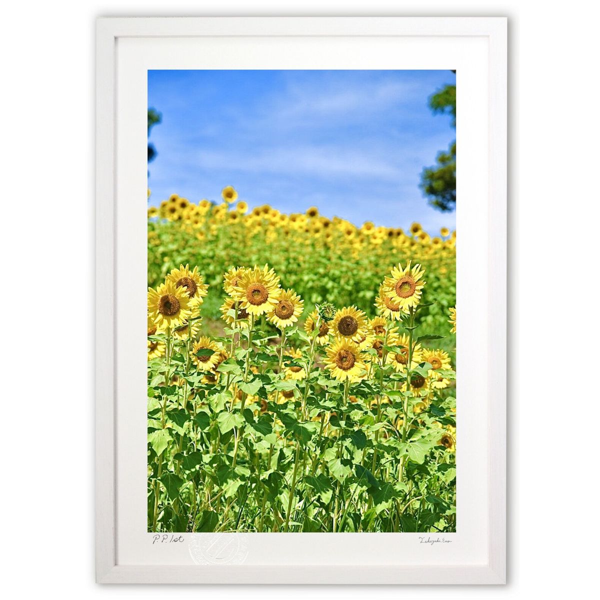 ڥѡSALEȾۡǲ Ƥۤ (mitan)ƥꥢ ɳݤ  ʲ ݥ  ӥ ؤ˾  ץ쥼  ...