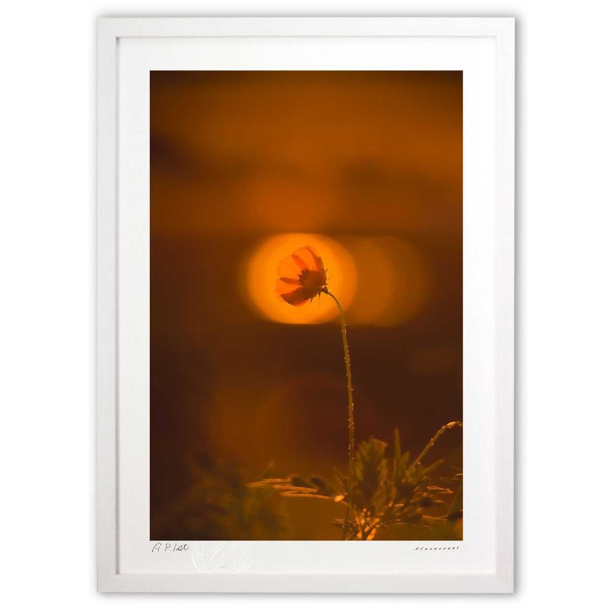 【スーパーSALE半額】版画 夕暮れのキバナコスモス (bluewoods07)