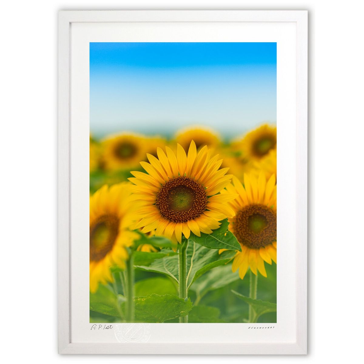 【スーパーSALE半額】版画 柔らかな向日葵 (bluewoods07)インテリア 壁掛け 額入り 風景画 ポスター アート リビング 玄関に飾る 風水 プレゼ...