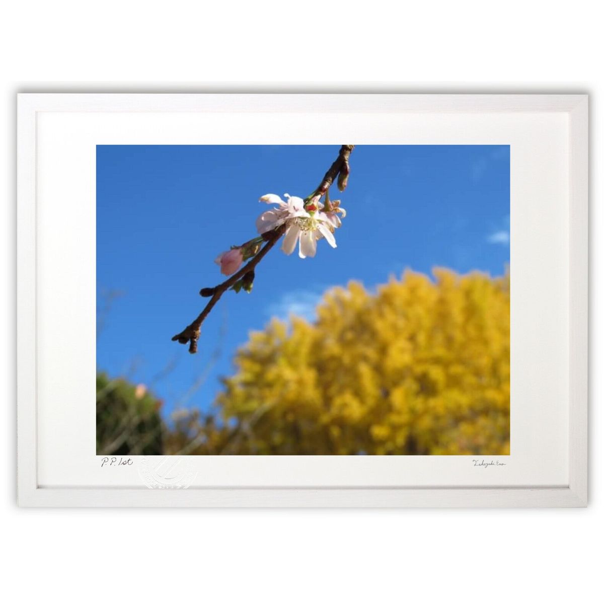 ڥѡSALEȾۡǲ κ ()ƥꥢ ɳݤ  ʲ ݥ  ӥ ؤ˾  ץ쥼  ȥե졼...