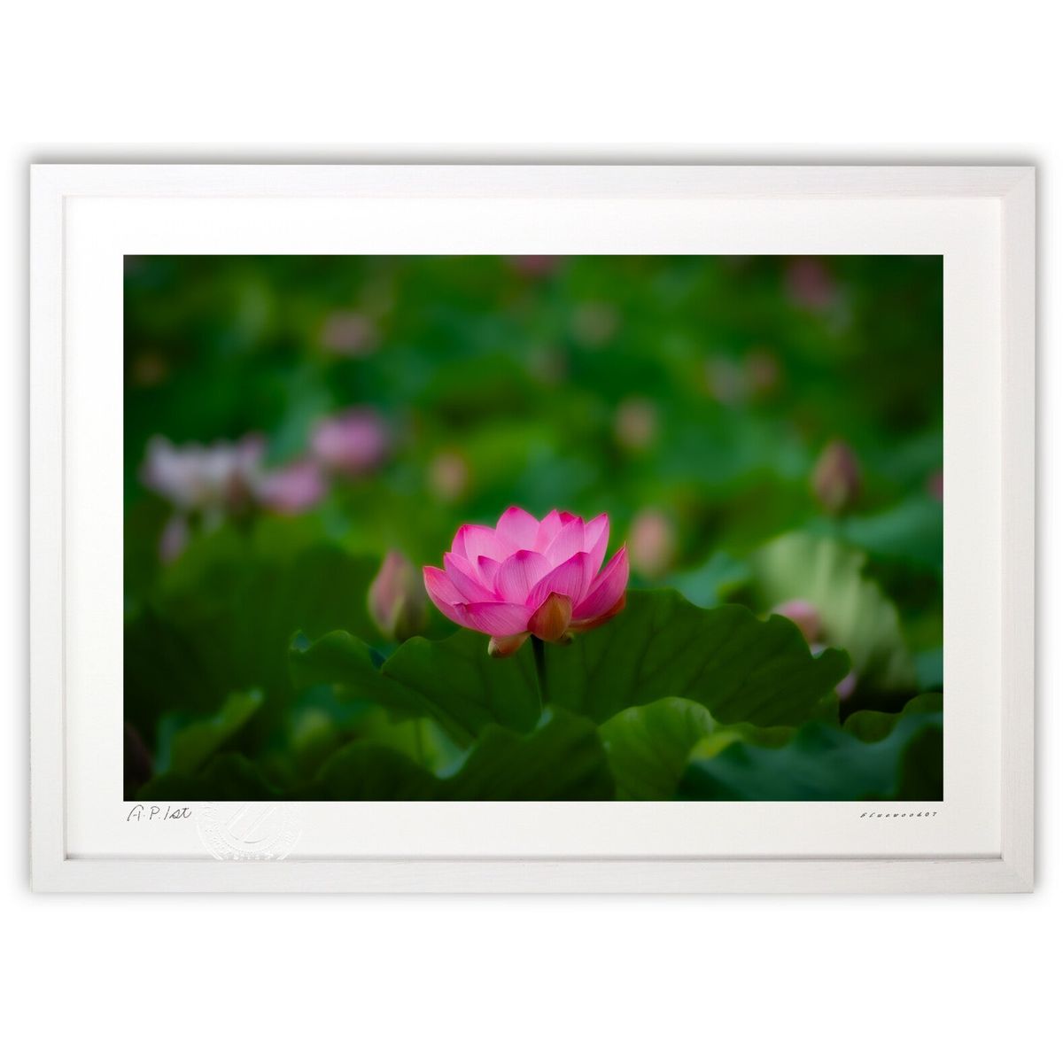 【スーパーSALE半額】版画 葉に浮かぶ蓮 (bluewoods07)インテリア 壁掛け 額入り 風景画 ポスター アート リビング 玄関に飾る 風水 プレゼン...