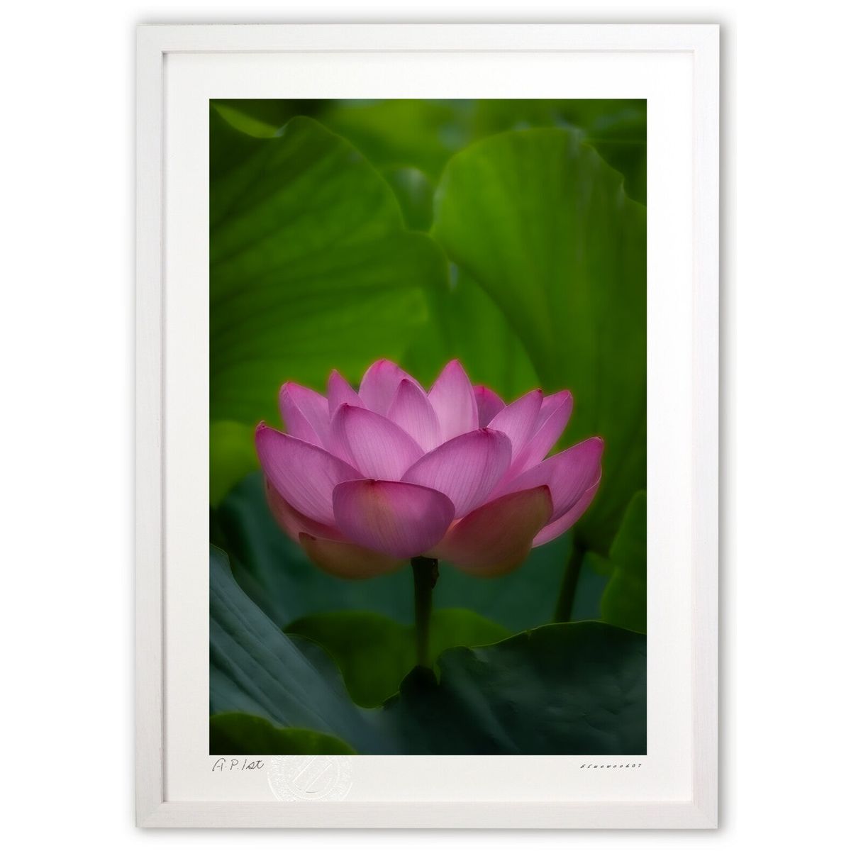 ڥѡSALEȾۡǲ ϡβ (bluewoods07)ƥꥢ ɳݤ  ʲ ݥ  ӥ ؤ˾  ץ쥼...