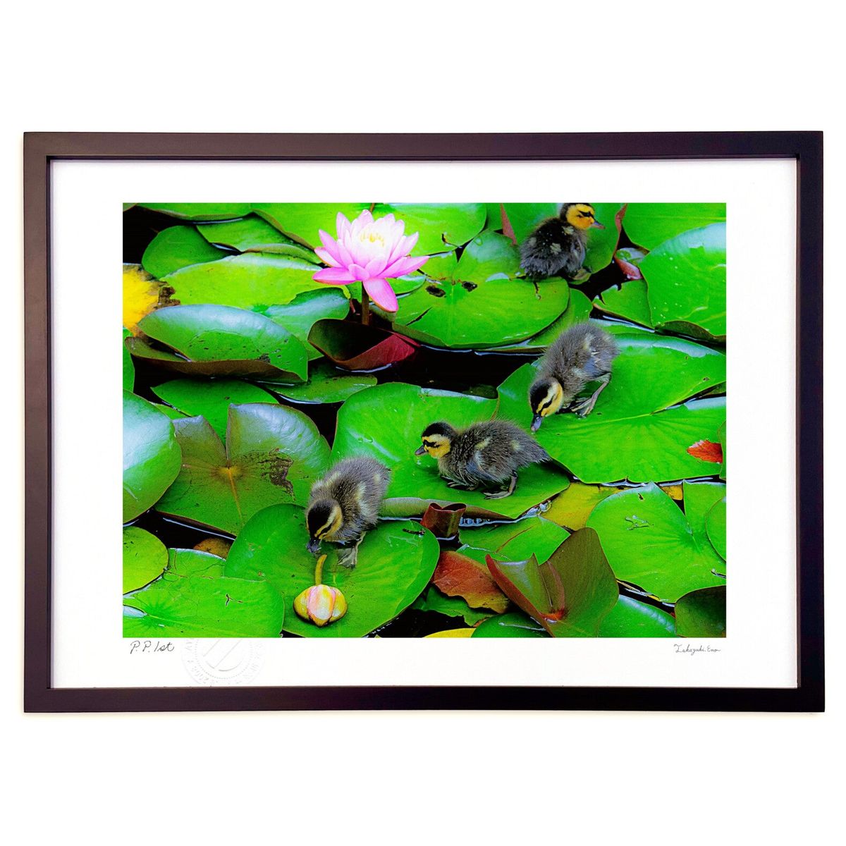 【スーパーSALE半額】版画 蓮の葉に遊ぶ水鴨 < ベビー > (瀬川憲)