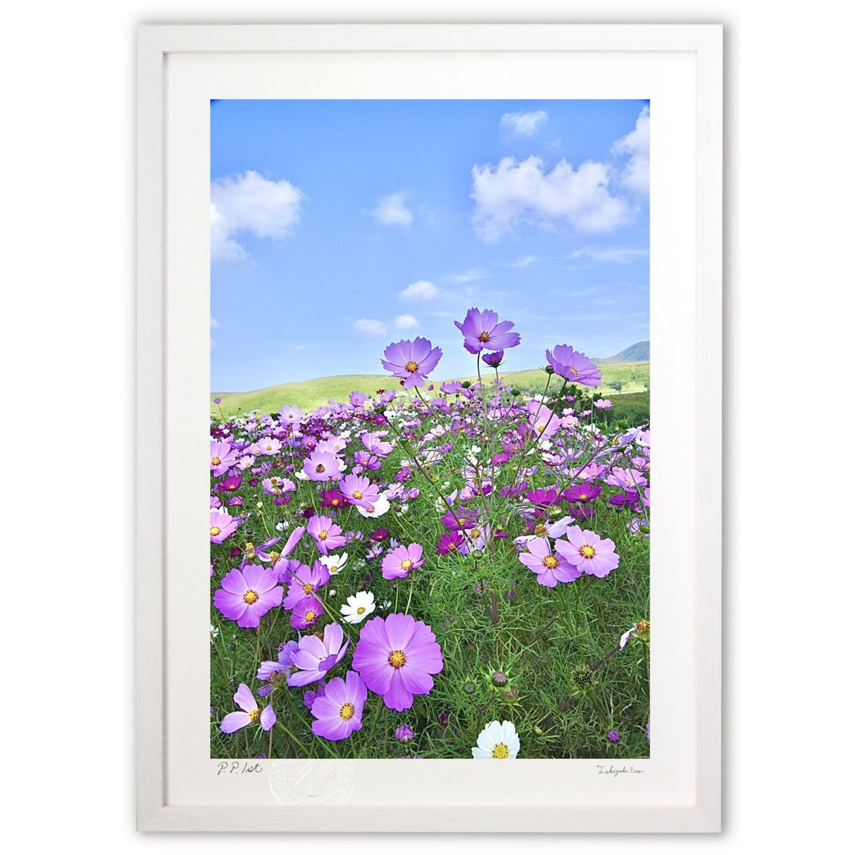 ڥѡSALEȾۡǲ ϥҥ祤ȽФƤ (mitan)