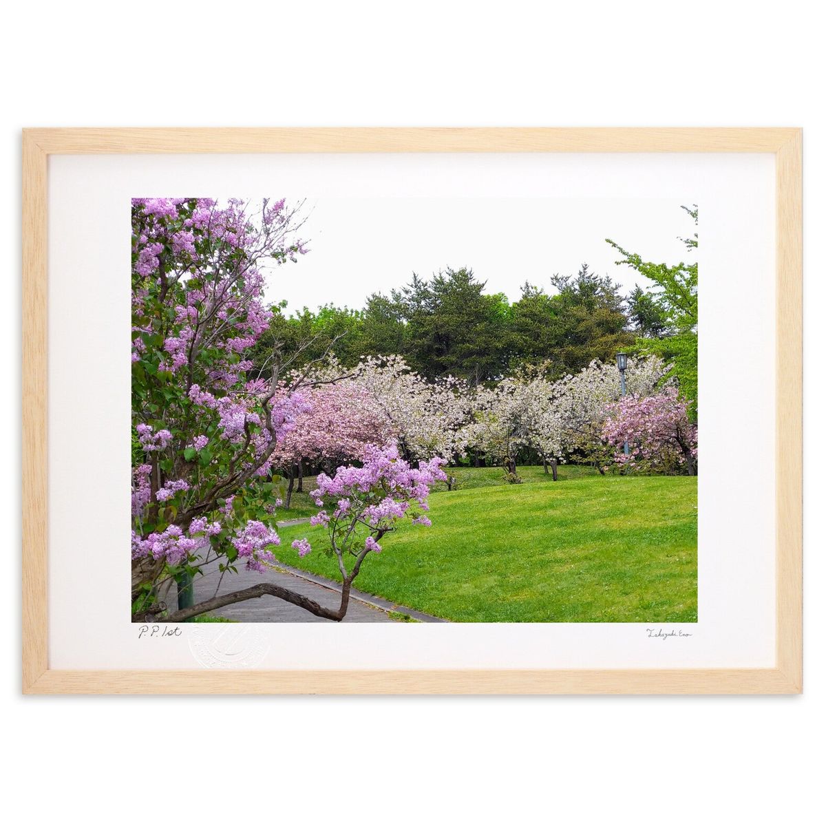 ڥѡSALEȾۡǲ ԥ󥯤Υǡ (ΡХ˥)ƥꥢ ɳݤ  ʲ ݥ  ӥ ؤ˾  ץ쥼...