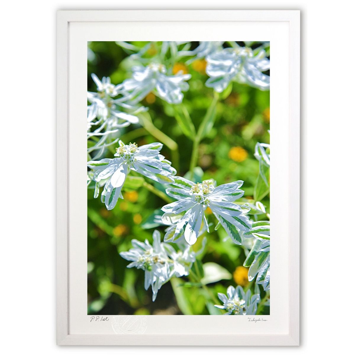 ڥѡSALEȾۡǲ  (mitan)ƥꥢ ɳݤ  ʲ ݥ  ӥ ؤ˾  ץ쥼  ...