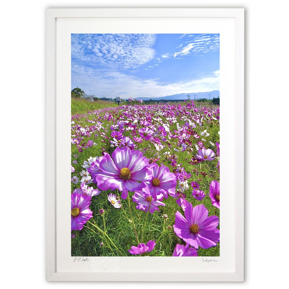 【スーパーSALE半額】版画 河川敷のコスモス畑 (mitan)インテリア 壁掛け 額入り 風景画 ポスター アート リビング 玄関に飾る 風水 プレゼント モ...