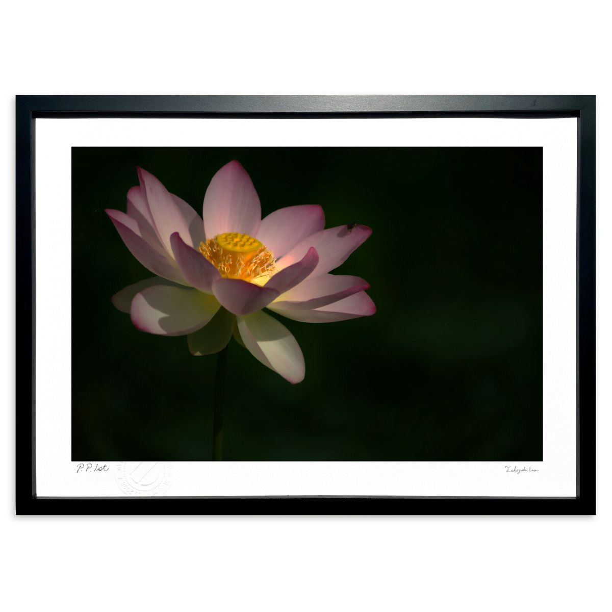 ڥѡSALEȾۡǲ ϶ (ramble)ƥꥢ ɳݤ  ʲ ݥ  ӥ ؤ˾  ץ쥼  ...