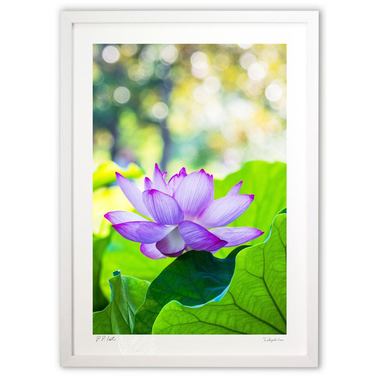 ڥѡSALEȾۡǲ ᤯ϡ (K.Osuka)ƥꥢ ɳݤ  ʲ ݥ  ӥ ؤ˾  ץ쥼  ...