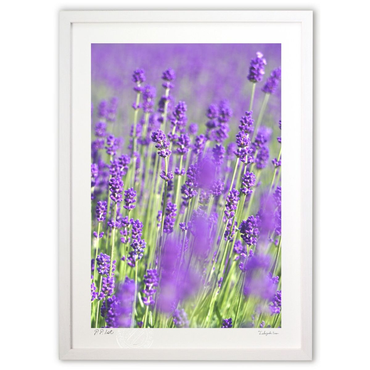 【スーパーSALE半額】版画 初夏を彩るラベンダー (blackswan)