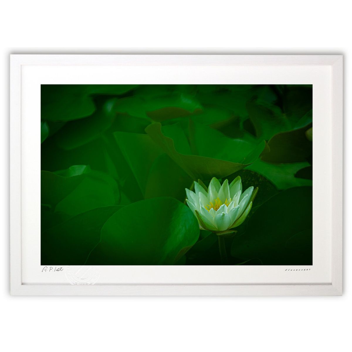 【スーパーSALE半額】版画 スイレン緑に浮き立つ (bluewoods07)