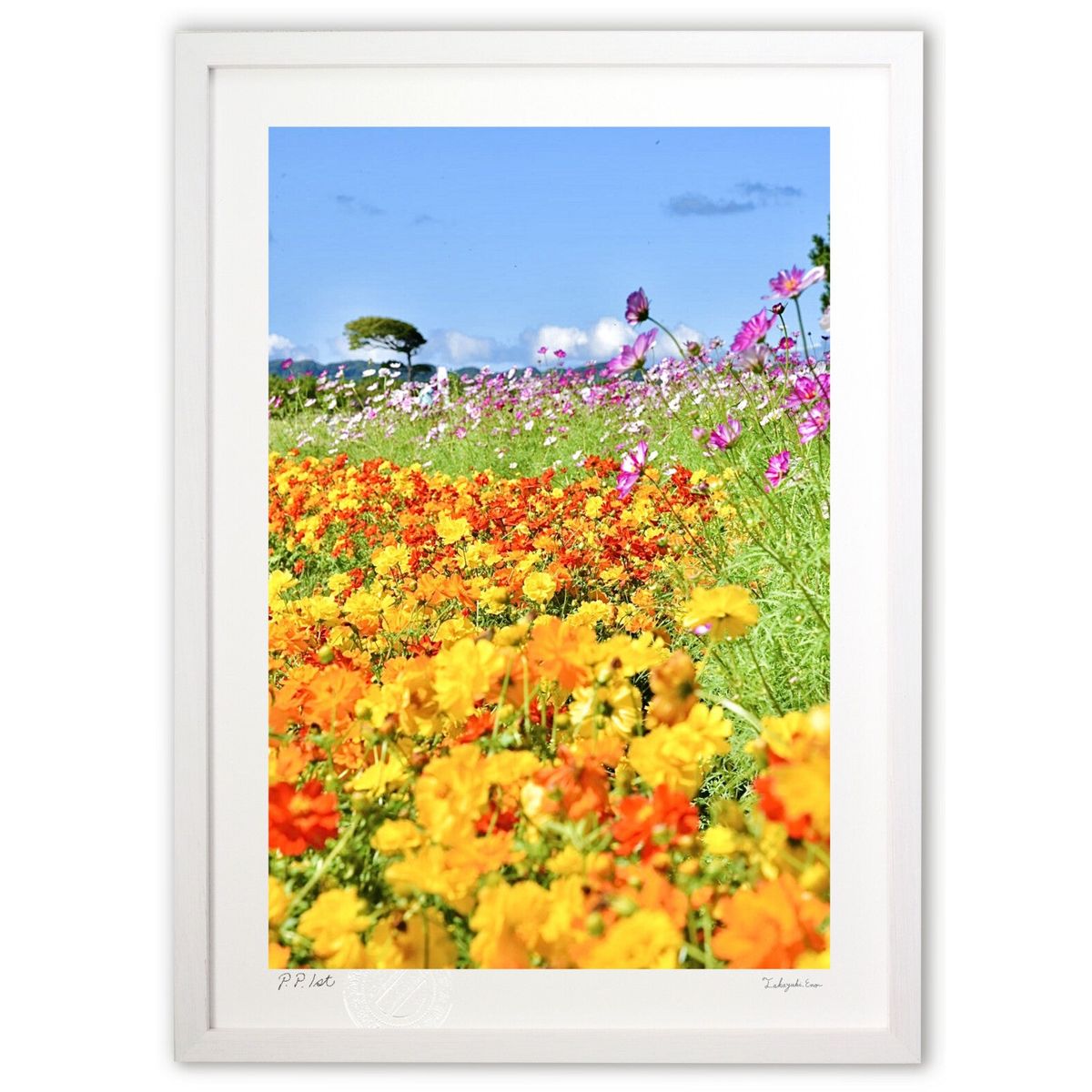 【スーパーSALE半額】版画 マリーゴールドとコスモス (mitan)インテリア 壁掛け 額入り 風景画 ポスター アート リビング 玄関に飾る 風水 プレゼン...