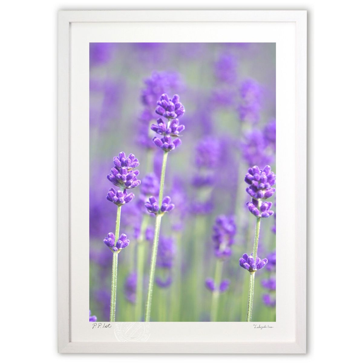 【スーパーSALE半額】版画 初夏を彩るラベンダー (blackswan)