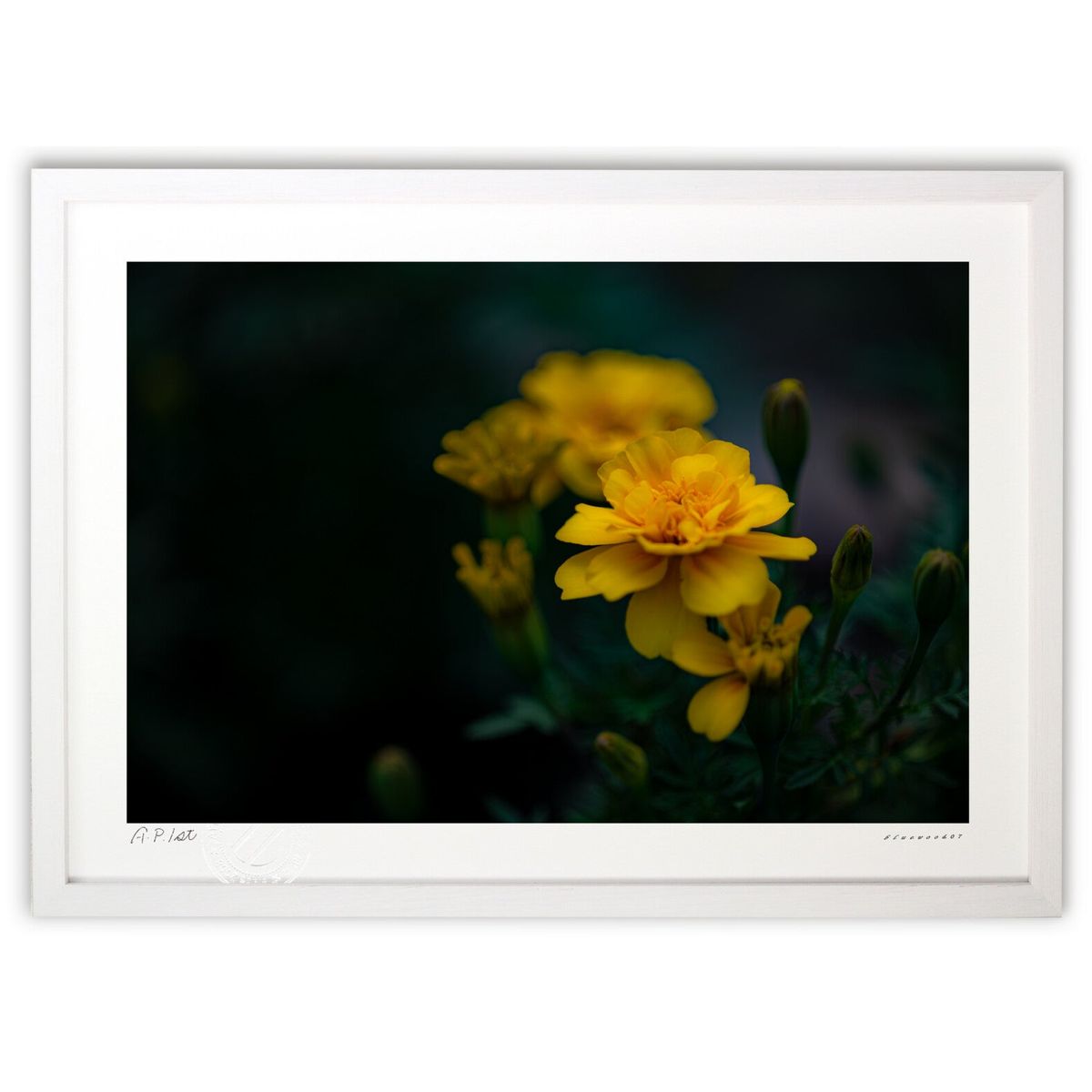 【スーパーSALE半額】版画 マリーゴールド闇に輝く (bluewoods07)