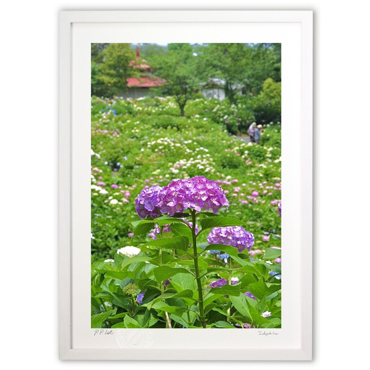 【スーパーSALE半額】版画 あじさい園 (mitan)インテリア 壁掛け 額入り 風景画 ポスター アート リビング 玄関に飾る 風水 プレゼント モダン ア...